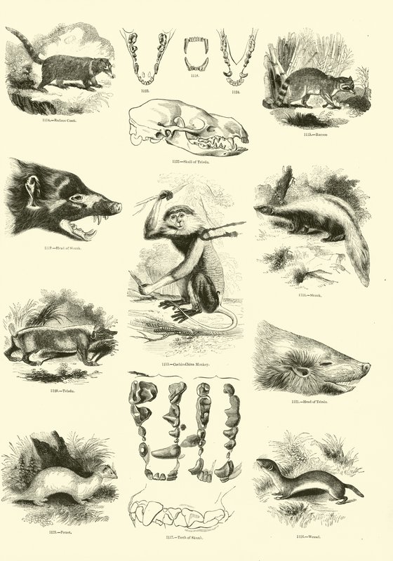 Side fra The Pictorial Museum of Animated Nature af English School