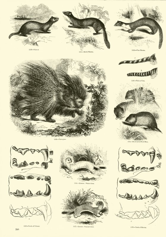 Side fra The Pictorial Museum of Animated Nature af English School