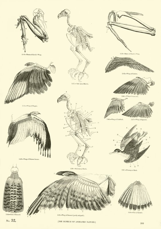 Side fra The Pictorial Museum of Animated Nature af English School