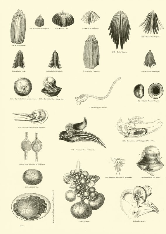 Side fra The Pictorial Museum of Animated Nature af English School