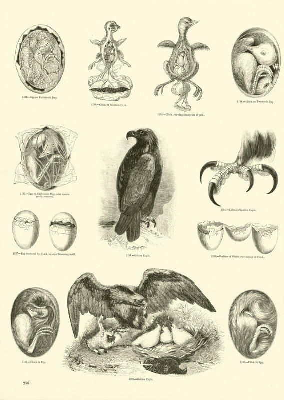 Side fra The Pictorial Museum of Animated Nature af English School