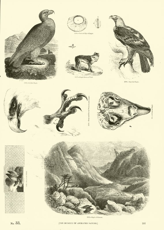 Side fra The Pictorial Museum of Animated Nature af English School