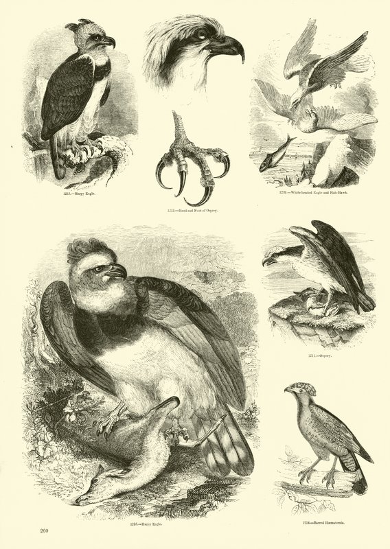 Side fra The Pictorial Museum of Animated Nature af English School