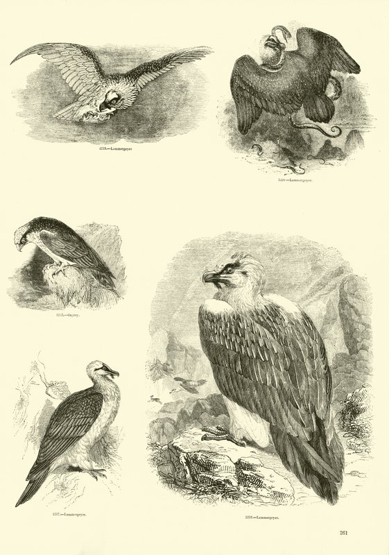 Side fra The Pictorial Museum of Animated Nature af English School
