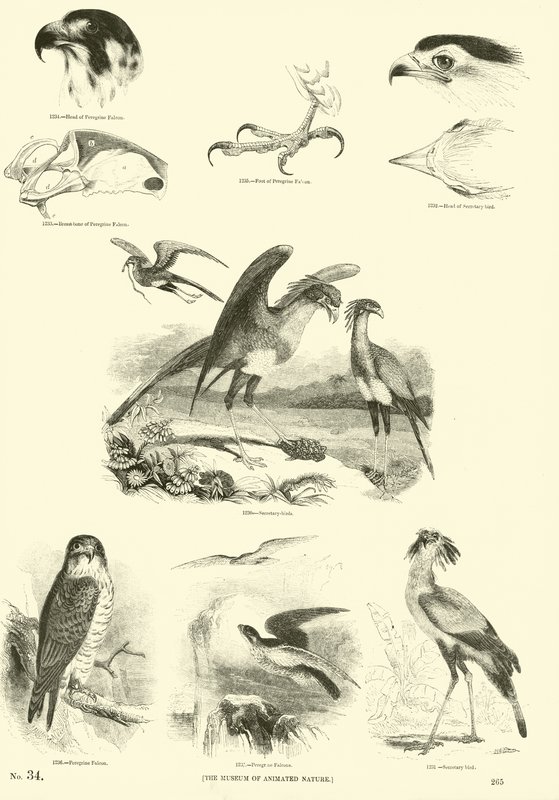 Side fra The Pictorial Museum of Animated Nature af English School
