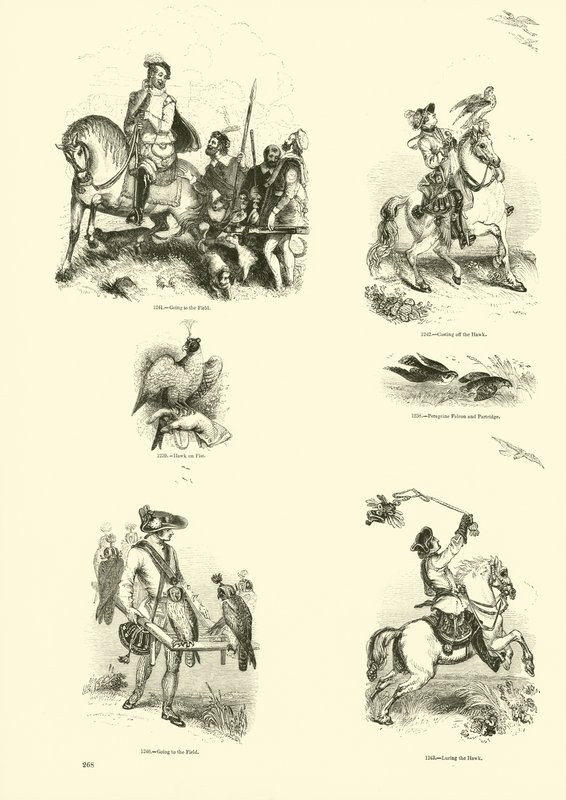 Side fra The Pictorial Museum of Animated Nature af English School