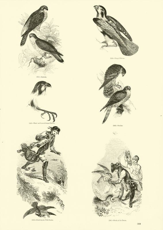 Side fra The Pictorial Museum of Animated Nature af English School