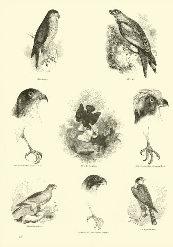 Side fra The Pictorial Museum of Animated Nature af English School