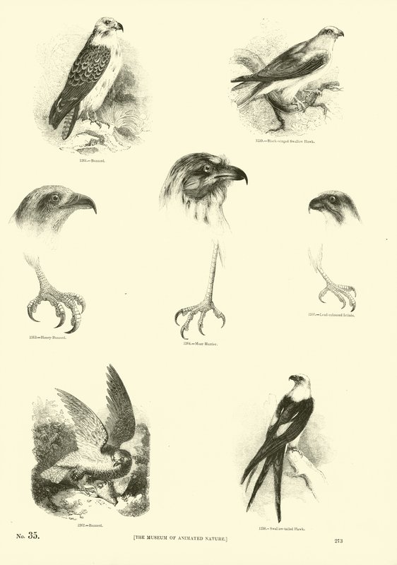Side fra The Pictorial Museum of Animated Nature af English School