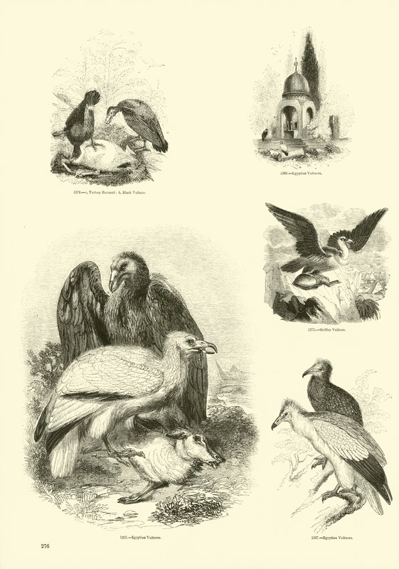 Side fra The Pictorial Museum of Animated Nature af English School