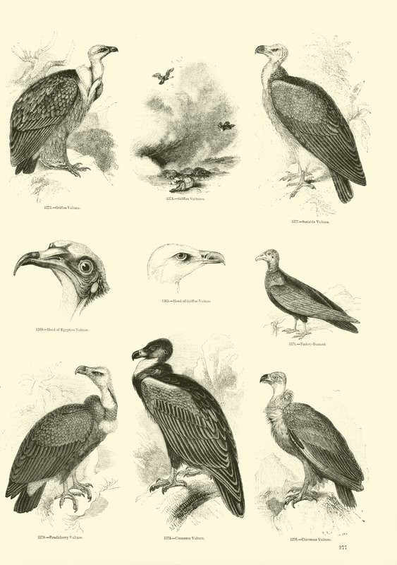 Side fra The Pictorial Museum of Animated Nature af English School