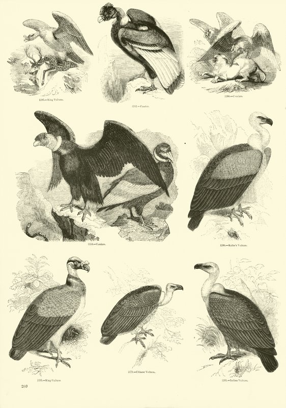 Side fra The Pictorial Museum of Animated Nature af English School