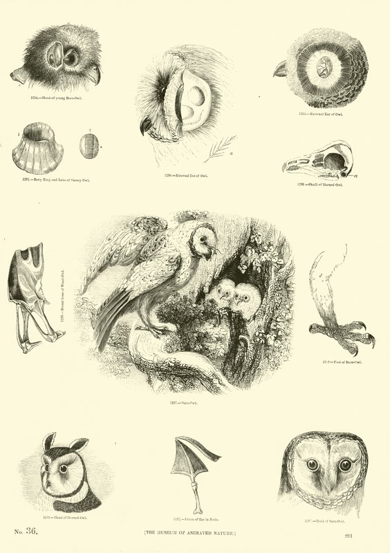 Side fra The Pictorial Museum of Animated Nature af English School