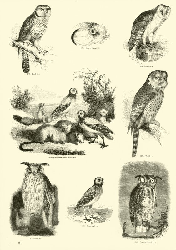 Side fra The Pictorial Museum of Animated Nature af English School