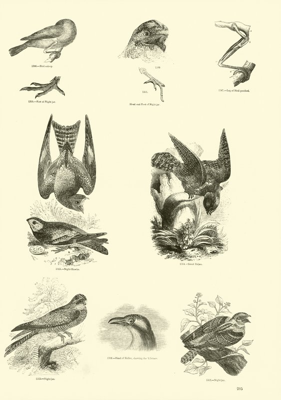 Side fra The Pictorial Museum of Animated Nature af English School