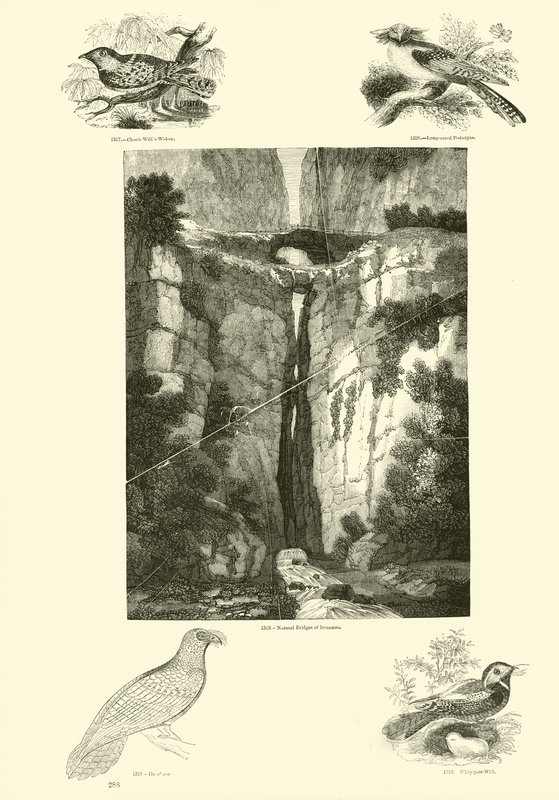 Side fra The Pictorial Museum of Animated Nature af English School