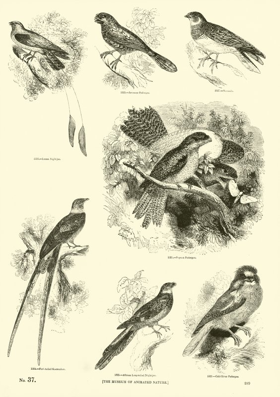 Side fra The Pictorial Museum of Animated Nature af English School