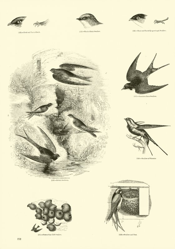 Side fra The Pictorial Museum of Animated Nature af English School