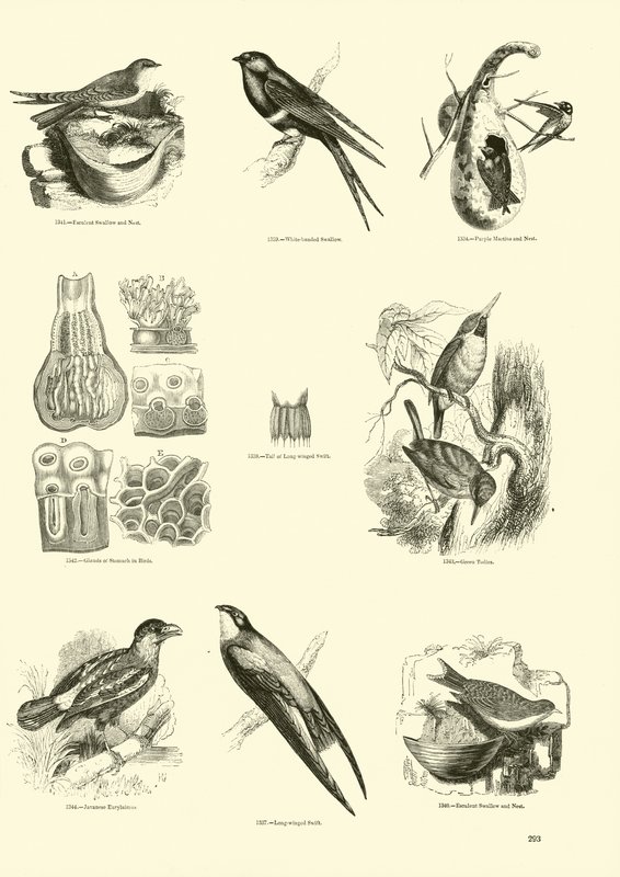 Side fra The Pictorial Museum of Animated Nature af English School