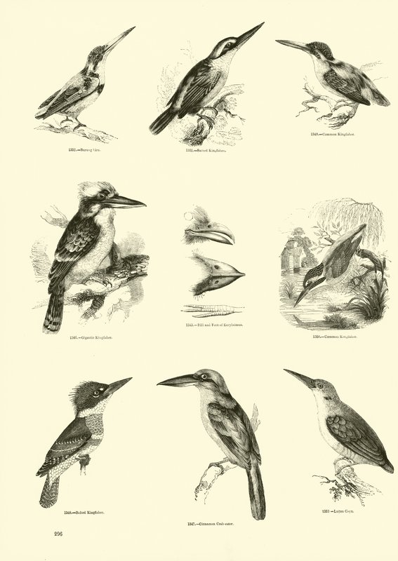 Side fra The Pictorial Museum of Animated Nature af English School