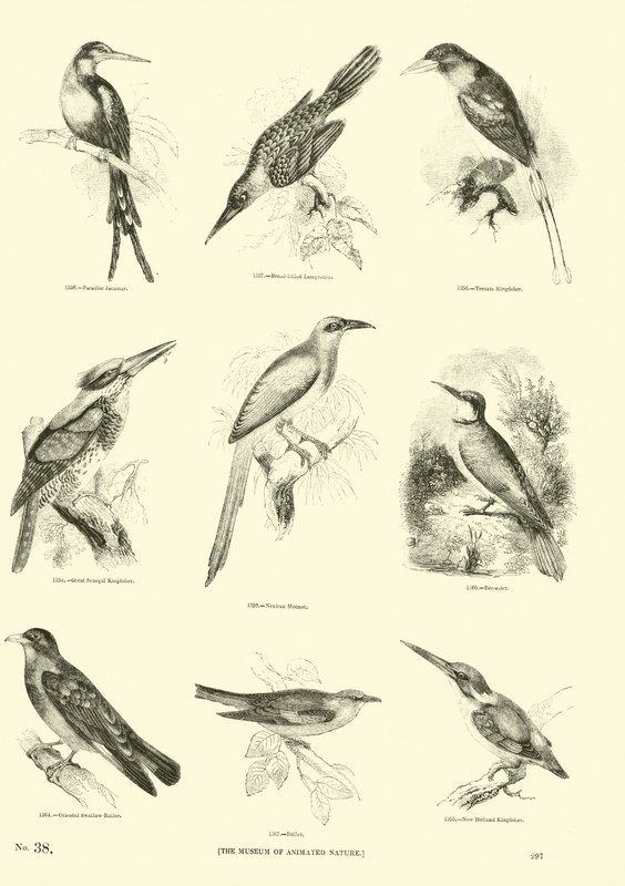 Side fra The Pictorial Museum of Animated Nature af English School