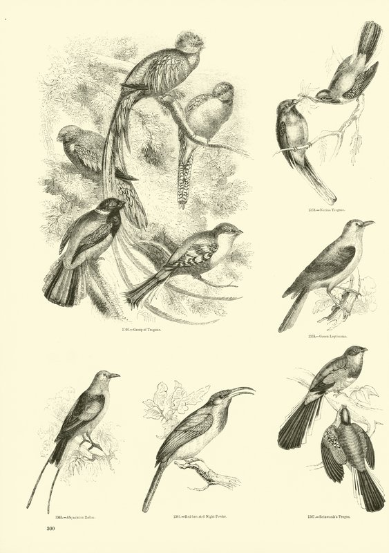 Side fra The Pictorial Museum of Animated Nature af English School