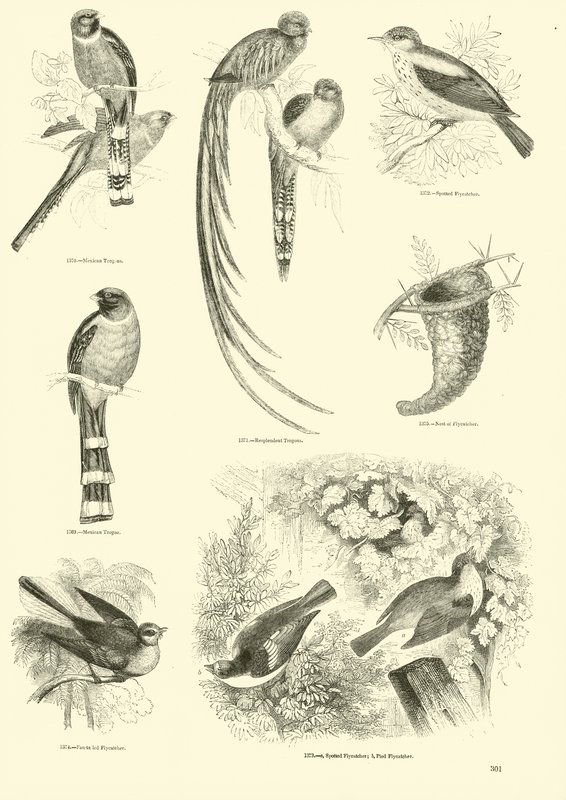 Side fra The Pictorial Museum of Animated Nature af English School