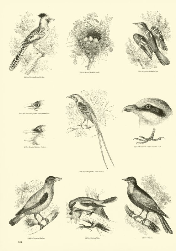Side fra The Pictorial Museum of Animated Nature af English School