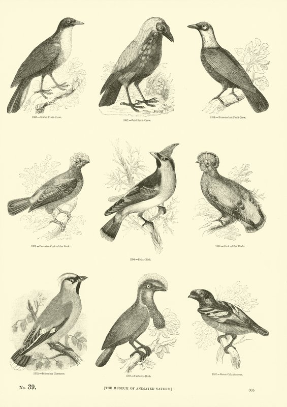 Side fra The Pictorial Museum of Animated Nature af English School