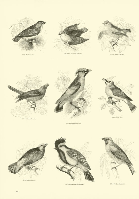 Side fra The Pictorial Museum of Animated Nature af English School