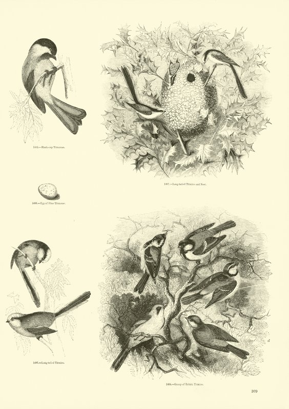 Side fra The Pictorial Museum of Animated Nature af English School