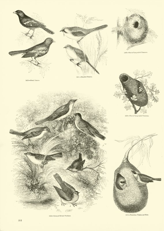 Side fra The Pictorial Museum of Animated Nature af English School