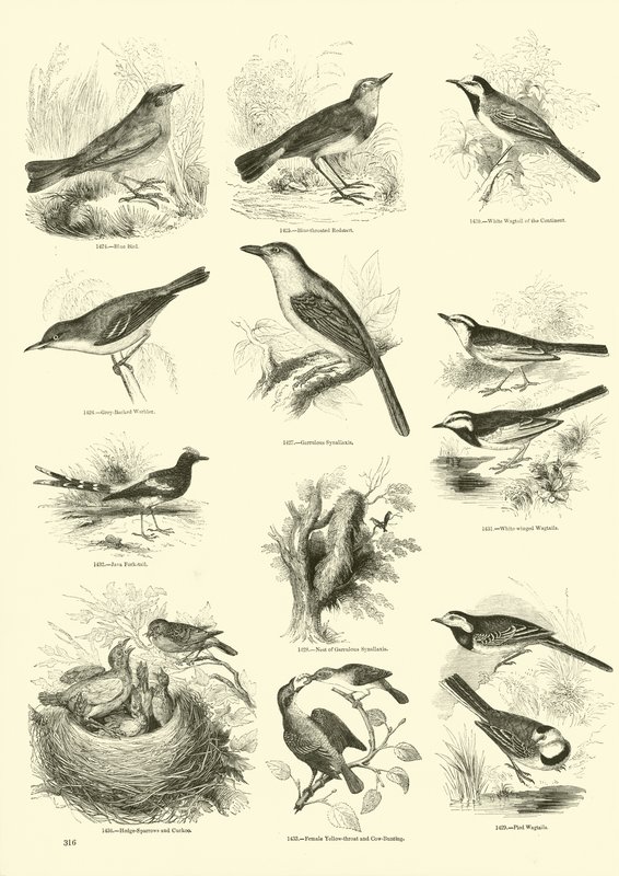 Side fra The Pictorial Museum of Animated Nature af English School
