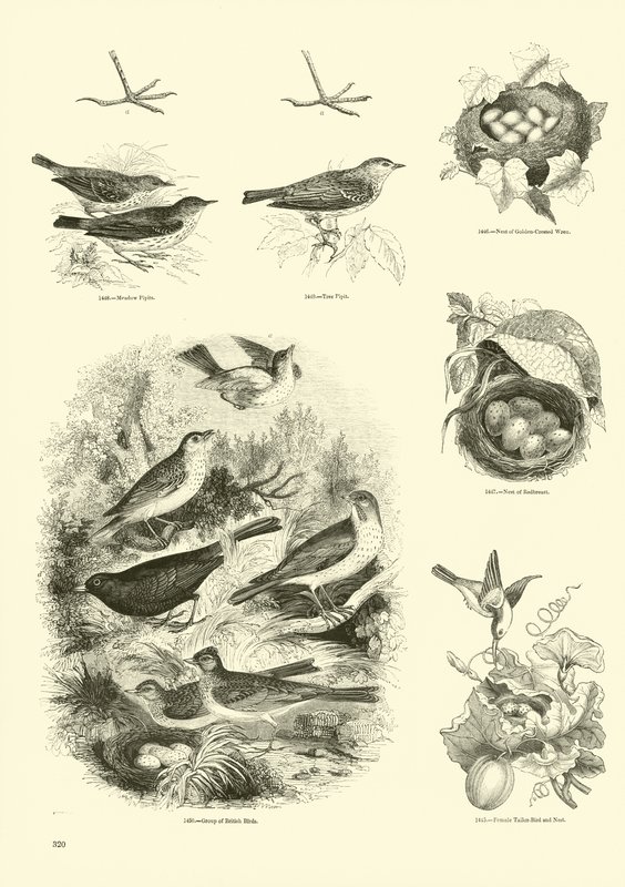 Side fra The Pictorial Museum of Animated Nature af English School