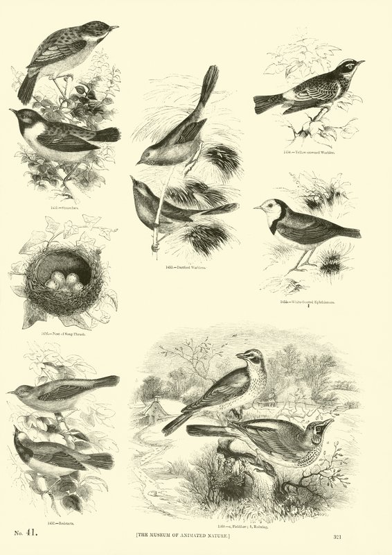 Side fra The Pictorial Museum of Animated Nature af English School