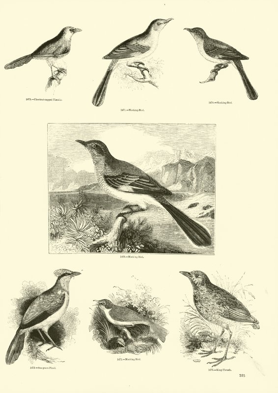 Side fra The Pictorial Museum of Animated Nature af English School