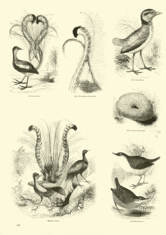 Side fra The Pictorial Museum of Animated Nature af English School