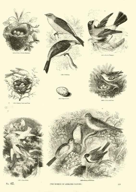 Side fra The Pictorial Museum of Animated Nature af English School