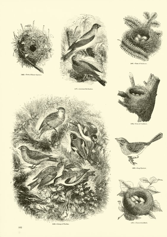 Side fra The Pictorial Museum of Animated Nature af English School
