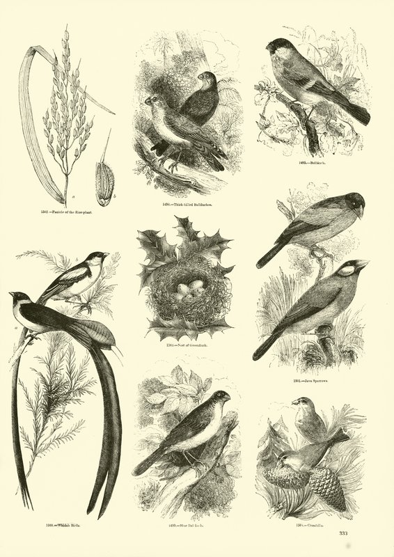 Side fra The Pictorial Museum of Animated Nature af English School