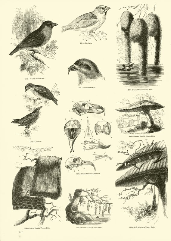 Side fra The Pictorial Museum of Animated Nature af English School