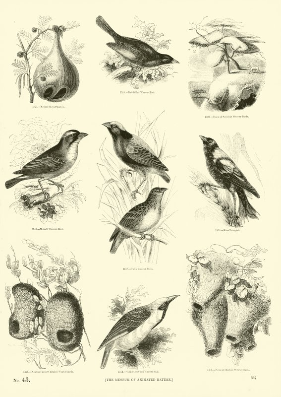 Side fra The Pictorial Museum of Animated Nature af English School