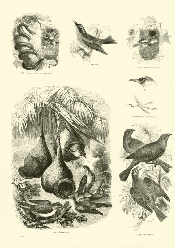 Side fra The Pictorial Museum of Animated Nature af English School
