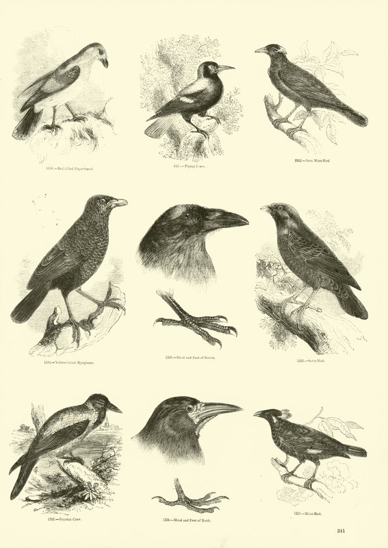 Side fra The Pictorial Museum of Animated Nature af English School