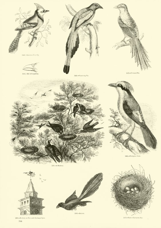 Side fra The Pictorial Museum of Animated Nature af English School