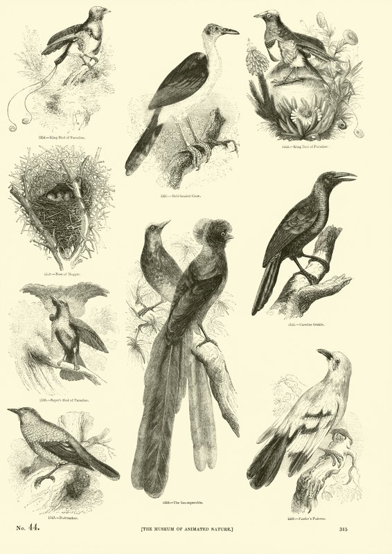 Side fra The Pictorial Museum of Animated Nature af English School