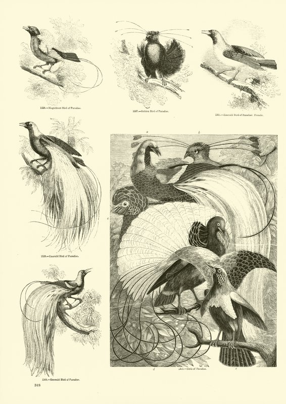 Side fra The Pictorial Museum of Animated Nature af English School
