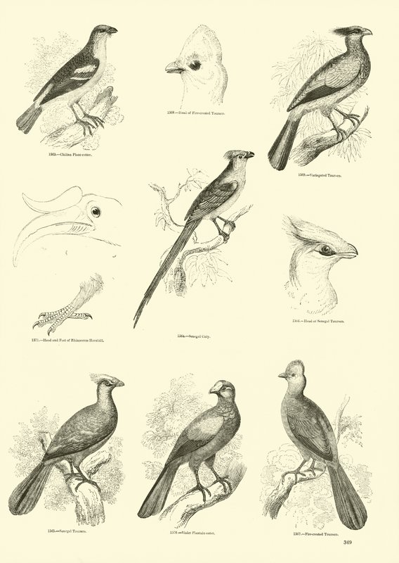 Side fra The Pictorial Museum of Animated Nature af English School