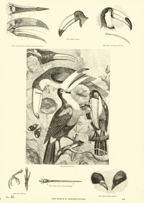 Side fra The Pictorial Museum of Animated Nature af English School