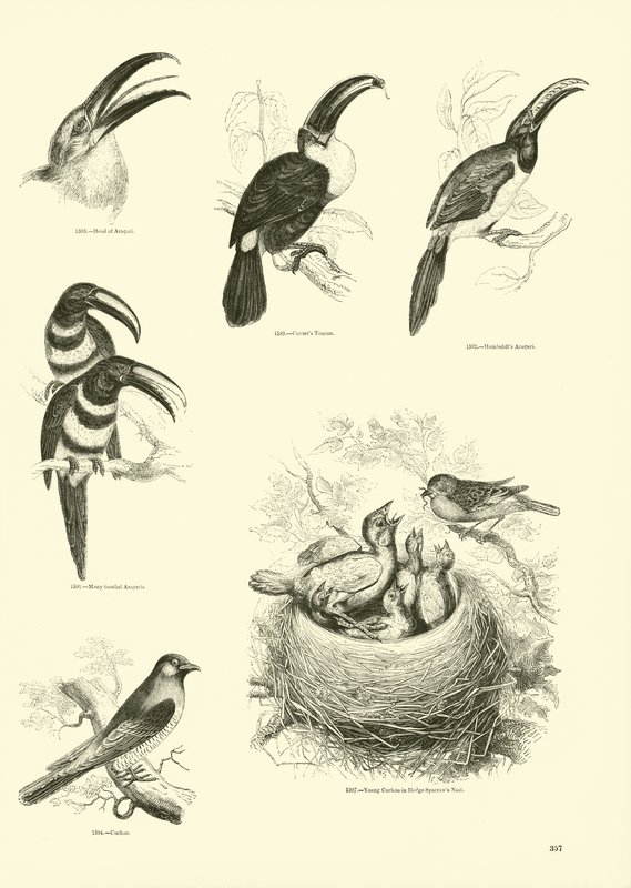 Side fra The Pictorial Museum of Animated Nature af English School